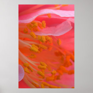 Poster États-Unis, Pennsylvanie. Gros plan sur une fleur