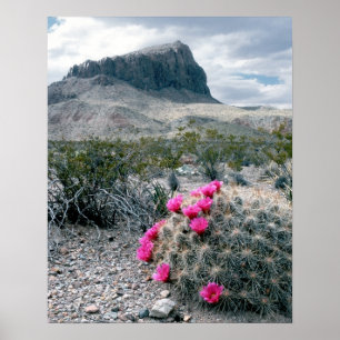 Poster États-Unis, Texas, Big Bend National Park. Florai