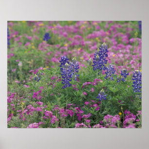Poster États-Unis, Texas Hill Country. Bluebonnets au mi