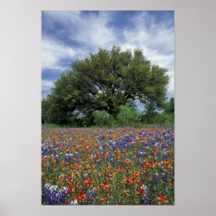 Poster États-Unis, Texas, Marble Falls Paintbrush et