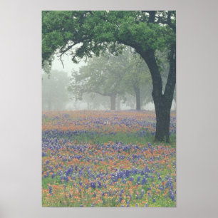 Poster États-Unis, Texas. Pinceau texan et bleuets