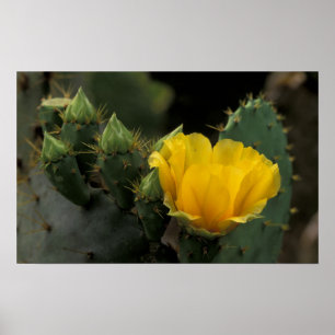 Poster États-Unis, Texas, Prickly Pear Cactus en fleurs.