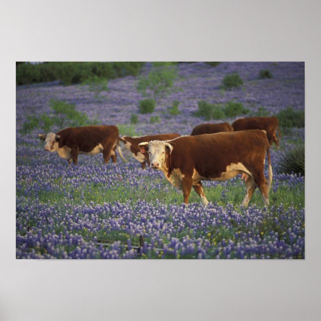 Poster États-Unis, Texas, Texas Hill Country, Hereford (Devant)