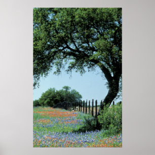 Poster États-Unis, Texas, Texas Hill Country Paintbrush e