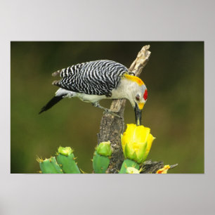 Poster États-Unis, Texas, vallée du Rio Grande, McAllen.