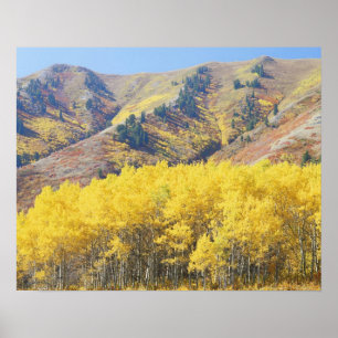 Poster États-Unis, Utah, forêt nationale de Wasatch-Cac