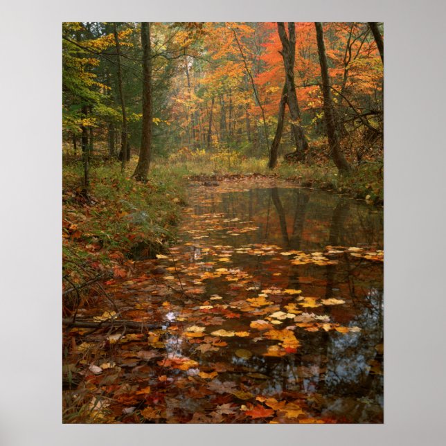 Poster États-Unis, Virginie, Automne Dans Douthat State P (Devant)