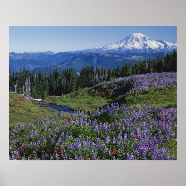 Poster États-Unis, Washington Mt. Adams Wilderness, Meado (Devant)