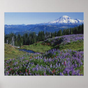 Poster États-Unis, Washington Mt. Adams Wilderness, prair