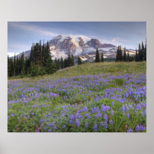 Poster États-Unis, Washington, Mt. Rainier NP, Mt. Rainie
