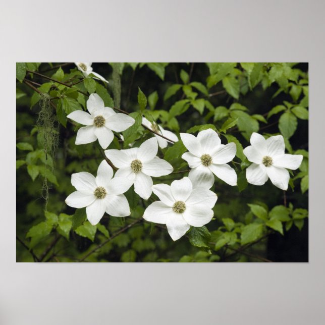 Poster États-Unis, Washington, Pacific Dogwood, Cornus (Devant)
