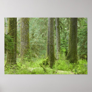 Poster États-Unis, Washington, Parc national Olympique, P