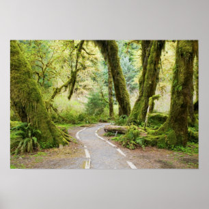 Poster États-Unis, Washington, Parc national Olympique, R