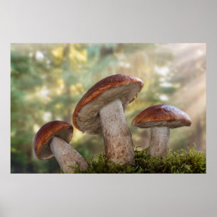 Poster États-Unis, Washington, Seabeck. Leccinum Insigne
