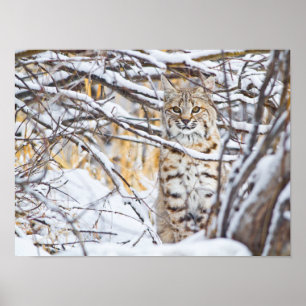 Poster États-Unis, Wyoming, Bobcat