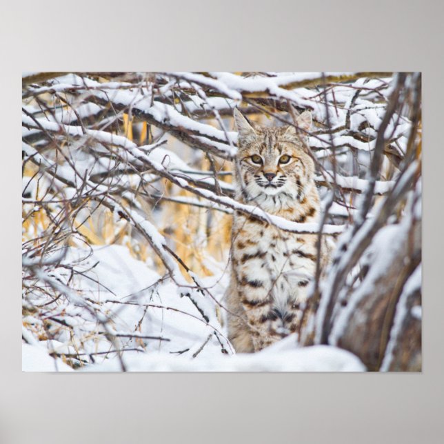 Poster États-Unis, Wyoming, Bobcat (Devant)