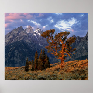 Poster États-Unis, Wyoming, Grand Teton NP. Un cèdre soli
