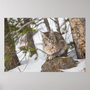 Poster États-Unis, Wyoming, Parc national de Yellowstone,