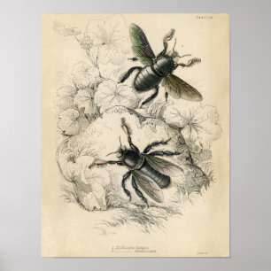 Poster Étching Zoologique Classique - Abeilles