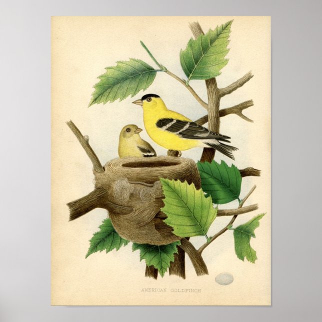 Poster Etching zoologique classique - American Goldfinch (Devant)