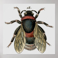 Étching zoologique classique d'une abeille