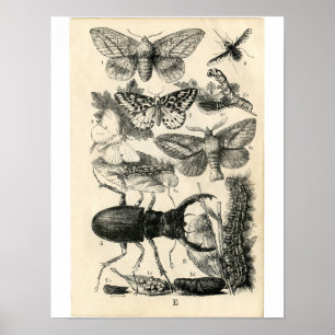 Poster Étching zoologique classique - Insectes