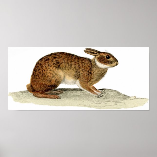 Poster Etching zoologique classique - Lapin (Devant)