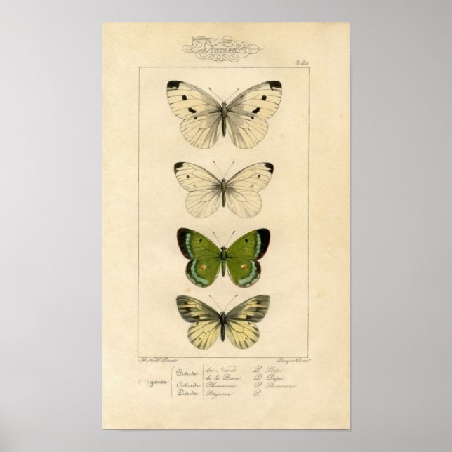 Poster Etching zoologique classique - Papillons (Devant)