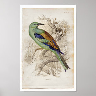 Poster Étching Zoologique Classique - Rouleau