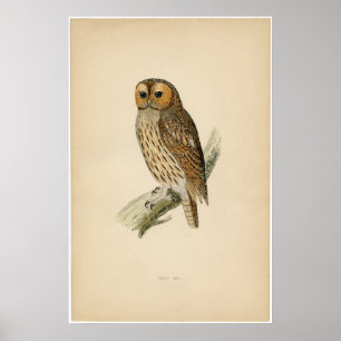 Poster Etching Zoologique Classique - Tawny Owl
