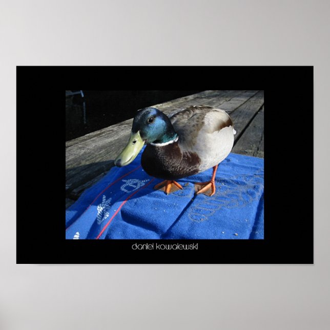Poster Été (Devant)