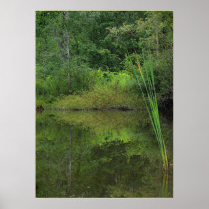 Poster Été à l'étang