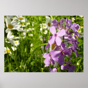 Poster Été Lilac et marguerites