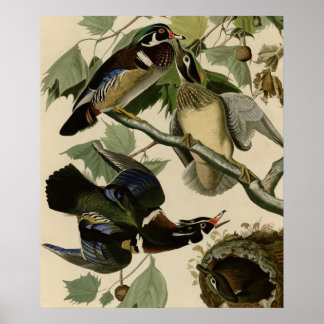 Poster Eté ou canard à bois