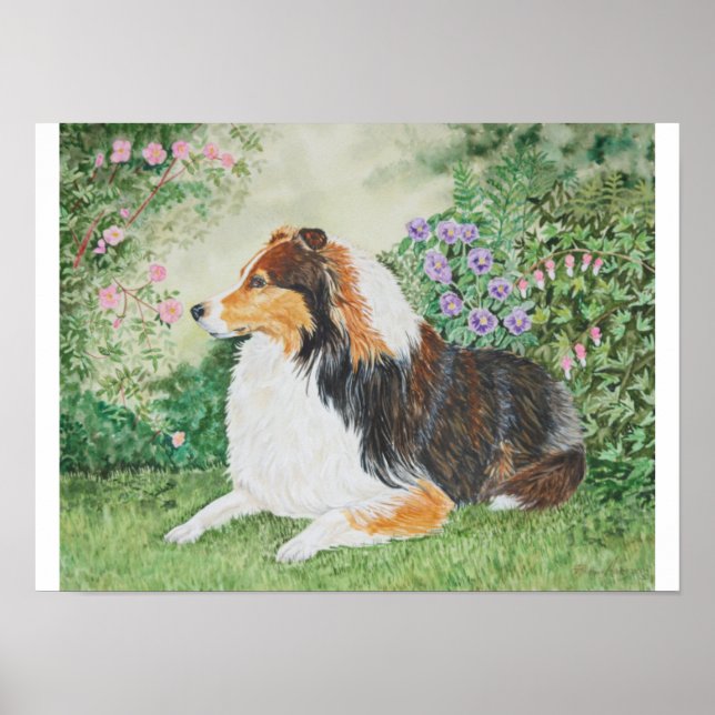 Poster Été Sheltie (Devant)