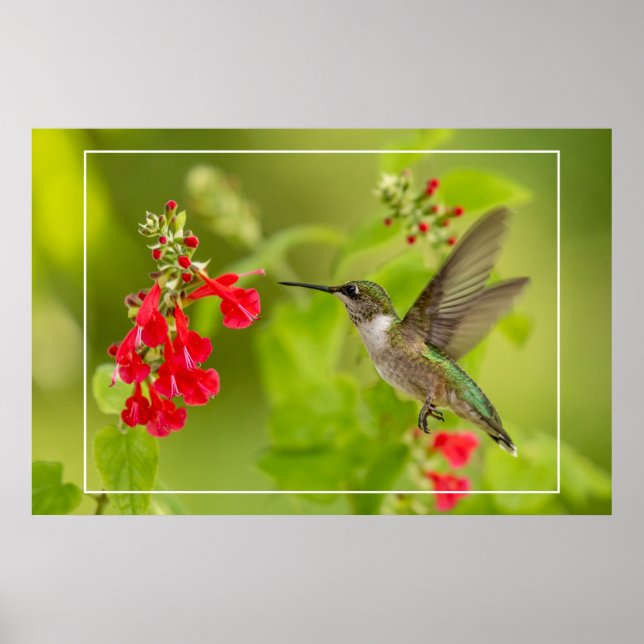 Poster Été vert doux (Devant)