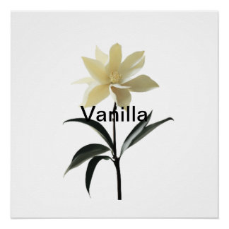 Poster Ethereal Magnolia Grace