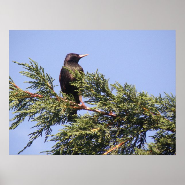 Poster Étiquette dans un arbre d'épinette (Devant)