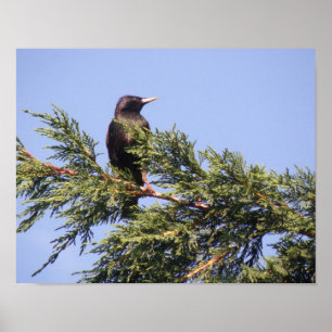 Poster Étiquette dans un arbre d'épinette