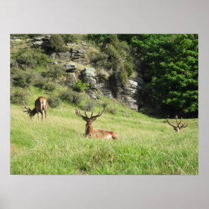 Poster Étiquettes de la Nouvelle-Zélande