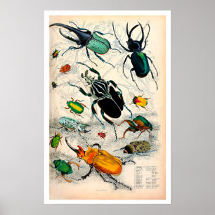 Poster Étiquettes vintages