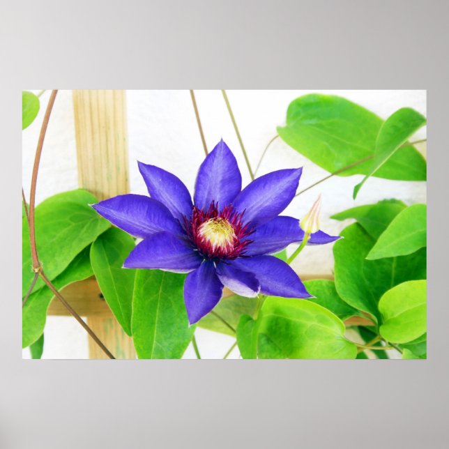 Poster étoile bleue (Devant)
