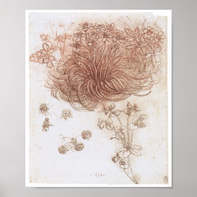 Poster Étoile de Bethléem et autres Plantes, Da Vinci (Devant)