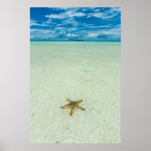 Poster Étoile de mer dans les eaux peu profondes, Palaos