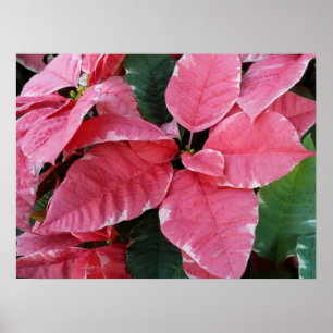 Poster Étoiles d'Argent Marbre Poinsettias Roses Fleurs d
