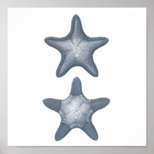 Poster Étoiles de mer grises de l'impression #10 de la