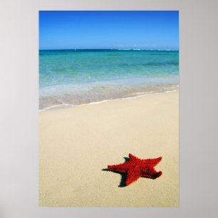 Poster Étoiles de mer rouges sur la plage blanche de