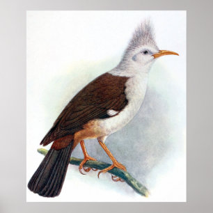 Poster Étourneau Hoopoe vintage