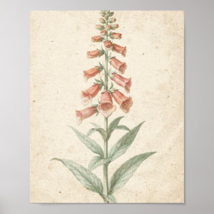 Poster Étude botanique de digitale corail Fleur