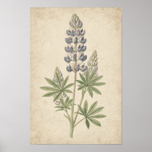 Poster Étude botanique de lupin sur ivoire